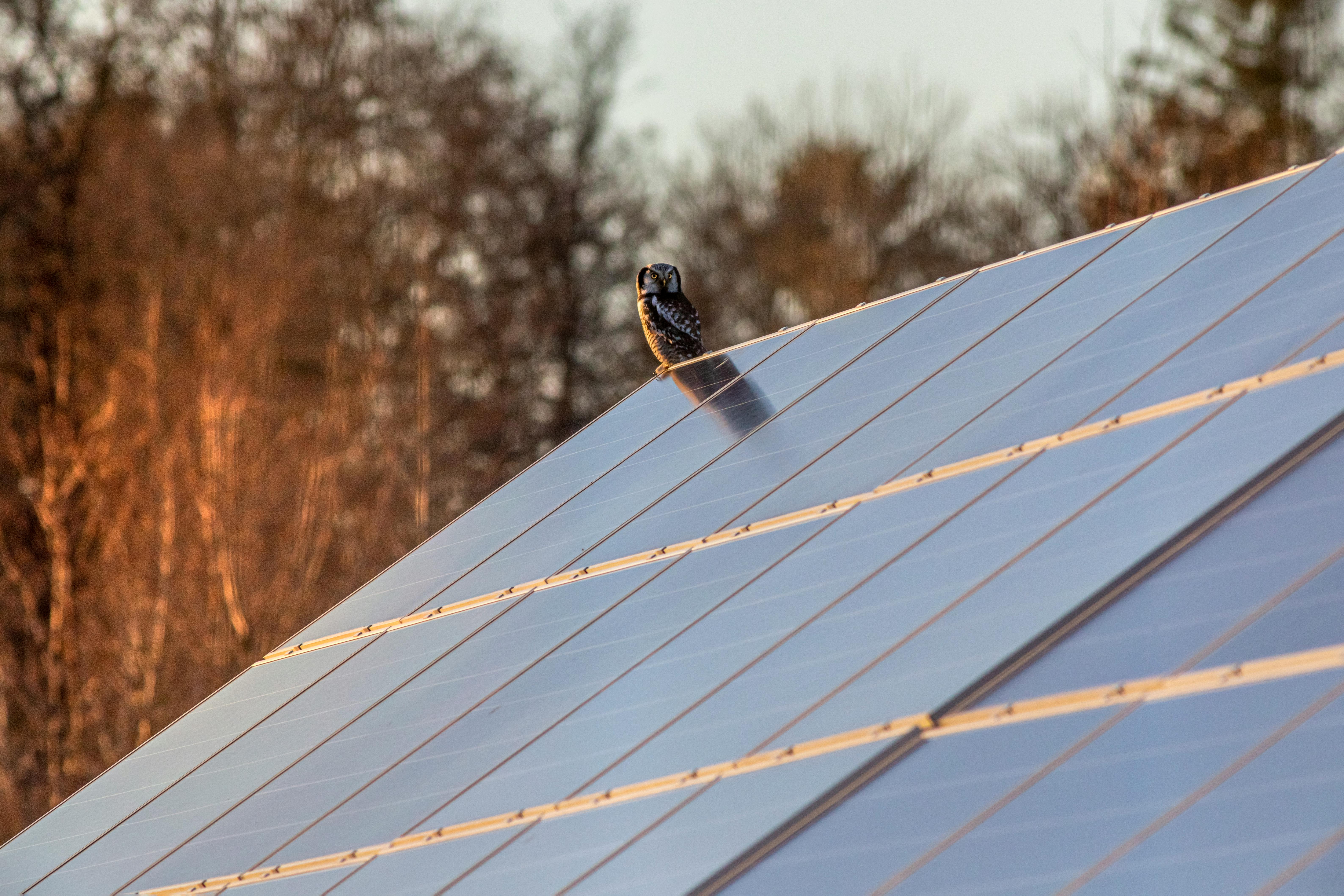 Solar Panel and Owl